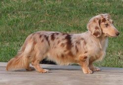 Smooth and long-haired dachshunds need to be brushed out. This must be done every week. This wil ...