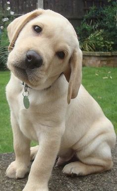 The Labrador Retriever breed is large in size, muscular build, pronounced chest. 