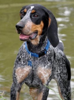 The Bluetick Coonhound can be great companions and great family dogs if trained and socialized p ...
