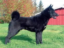 The Norwegian Black Elkhound is a versatile hunter that is renowned for its diligence, hard work ...