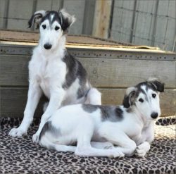Country of origin – Russia. It is believed that among the ancestors of the breed were bear ...