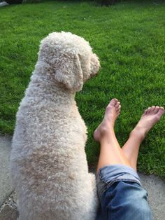 Italian Water Dogs are also loyal to children. Moreover, they are so patient that they can act a ...