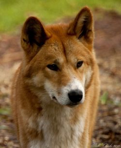 Genetic studies show that the dingo is one of the branching branches of the gray wolf, but not a ...