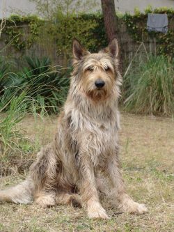 They are very loyal, enjoy a lot of attention, and can suffer from separation (even if left alon ...