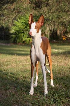 She easily lends itself to training, which allows her to become an excellent companion, and in t ...
