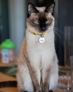 The Siamese cat breed is considered a long-liver with an average life expectancy of 12-15 years  ...