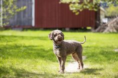 The dog will still have to comb out every week, thus removing lost hairs. This will help avoid t ...