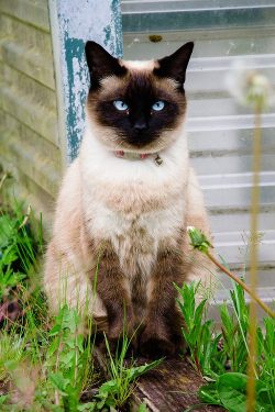 The Siamese breed has a long, thin and flexible body, a long tail pointed at the end. The head i ...