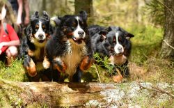 The average weight of the Bernese Mountain Dog ranges from 39-50 kg for males, 38-48 kg for fema ...