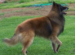 In fact, dogs like the Belgian Shepherd have long been growing and developing in this area, howe ...