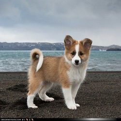 The Icelandic dog, although it loves its entire family, obeys only the one whom it recognizes as ...