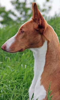 The color of the coat is white or red and varies from light, yellowish red (“lion”)  ...