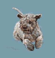 Lagotto Romagnolo is amazing dog. With proper care, they do not smell, and their fur, due to its ...