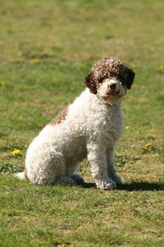 It is recommended that you cut your hair bald twice a year, especially in summer, as the lagotto ...