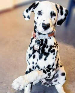 The Dalmatian is good as a watchdog, as it has a high alertness and can bark loudly and profusely 