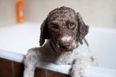 The Italian Water Dog is energetic, sociable and industrious. She becomes attached to the owner, ...
