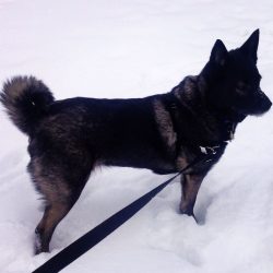 The Norwegian Black Elkhound is a typical Laika. Like many dogs of this group, he barks loudly w ...