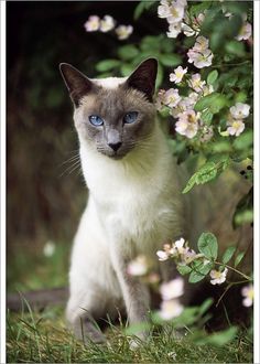 As for food, professional food will be preferable for Siamese. If you do decide to feed your cat ...