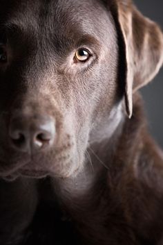 It is not necessary to bathe the dog unnecessarily, but if it has reached the reservoir during a ...