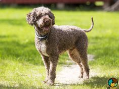 The dog should be brushed daily to avoid tangling. In addition, your pet needs to be clipped twi ...