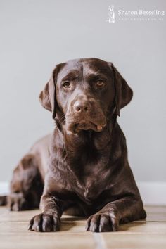 Modern researchers disagree about the origin of the Labrador, but the generally accepted version ...