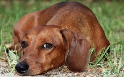 Many words can be used for the dachshund: stubbornness, curiosity, independence, activity, but t ...