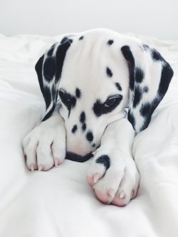 But in most cases, Dalmatians get along just fine with older children and teenagers, feeling a k ...