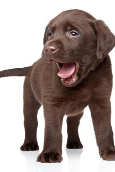 The fact that Labradors are poor guards is genetically determined. Yes, you don’t need to  ...