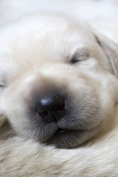 The Labrador Retriever loves to eat tightly. Therefore, the animal is prone to obesity. Be sure  ...