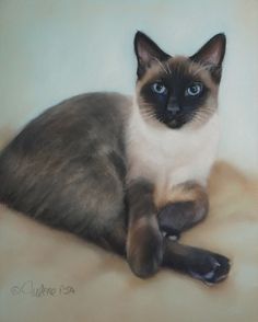 Your Siamese cat’s nails may need to be trimmed regularly every 10-14 days. Also get them  ...