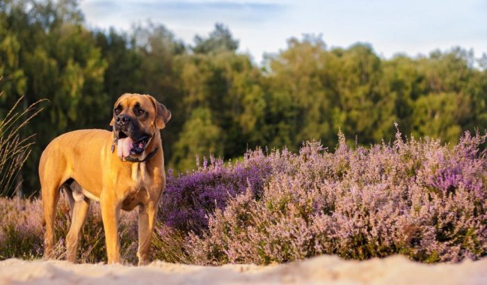 Boerboel is an athletic “fighter” with whom it is not scary to walk through the most ...