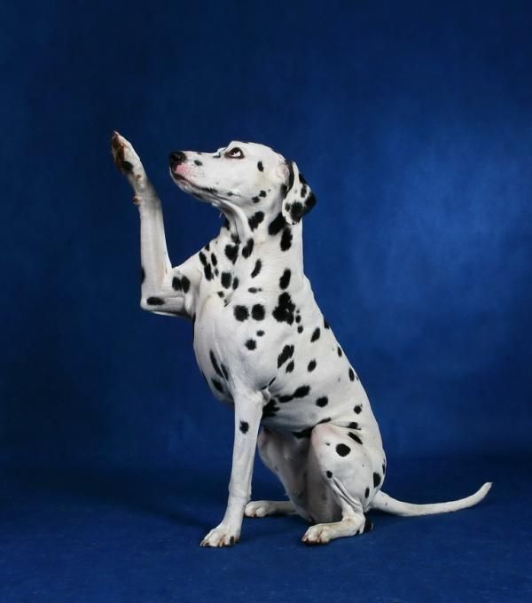 There is no characteristic doggy smell from Dalmatians. 