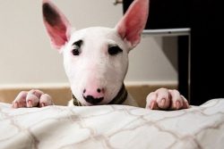 In 1885, the Bull Terrier was recognized by the American canine organization AKC, and thirteen y ...