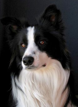 In fact, they were not very different from the current representatives of the breed. Sizes have  ...