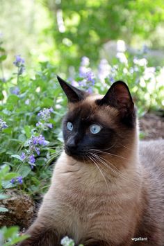 Some owners of these cats believe that Siamese cats behave more like dogs than cats. 