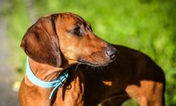 In addition to badgers, foxes and even wild boars were hunted with dachshunds, but in this case  ...