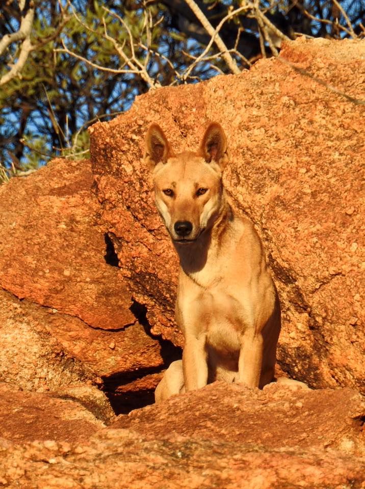 The active phase in the life of a dingo falls on twilight hours. During the day, in the hot seas ...