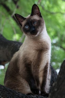 The beautiful Siamese cat is the legendary temple cat of the King of Siam. Cats were not only pr ...