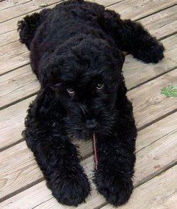 Black Russian Terrier – a dog intended for protection, is distinguished by special loyalty ...