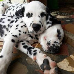 You will say that all dogs bark from time to time. Of course, but some of them, including the Da ...