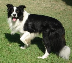 Most of all, the border collie is suitable for active people, especially those who want to train ...