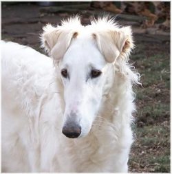 Today the Russian greyhound is no longer a royal dog, but a reliable friend and companion. Such  ...
