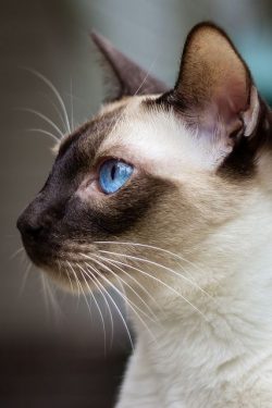 The Siamese cat is very independent. Therefore, she needs her own space in which she can take a  ...