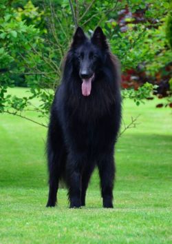 They have tremendous devotion to their family members and master, have an obedient, gentle dispo ...