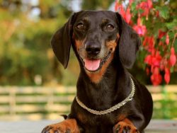 All three existing varieties of the breed – long-haired, wire-haired and smooth-haired  ...