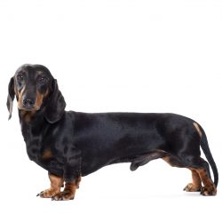 Dachshund can be long-haired, wire-haired and smooth-haired. The tail is long. These dogs can be ...