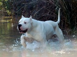 This breed is well suited for protection and protection, however, these dogs cannot live on the  ...