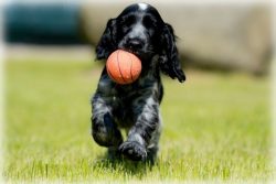 This is a reckless, brave, active dog. As a domestic dog, he is affectionate and kind. Calm, kin ...