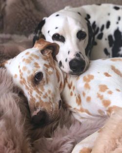 An ideal option for keeping a Dalmatian would be a spacious private house with a securely fenced ...