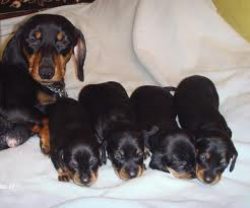 A hunting dog has strong long claws, in a few minutes it is able to dig a hole about 50 cm.